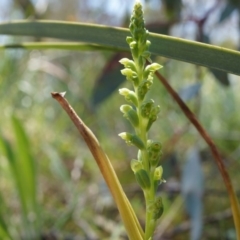 Microtis unifolia at Ainslie, ACT - suppressed