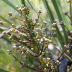 Lomandra multiflora (Many-flowered Matrush) at Mount Ainslie - 18 Oct 2014 by AaronClausen