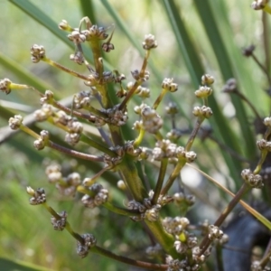 Lomandra multiflora at Ainslie, ACT - 18 Oct 2014