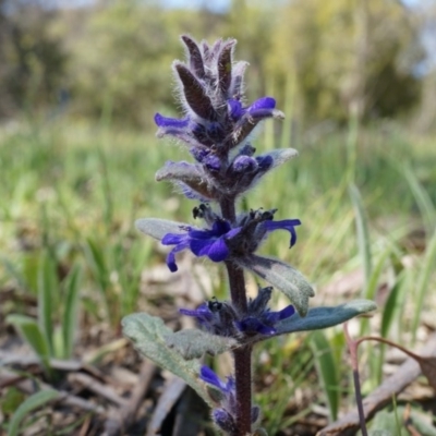 Ajuga australis (Austral Bugle) at Mount Ainslie - 18 Oct 2014 by AaronClausen