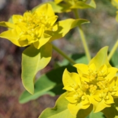 Euphorbia oblongata (Egg-leaf Spurge) at Ainslie, ACT - 18 Oct 2014 by AaronClausen