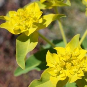 Euphorbia oblongata at Ainslie, ACT - 18 Oct 2014