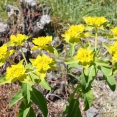 Euphorbia oblongata at Ainslie, ACT - 18 Oct 2014