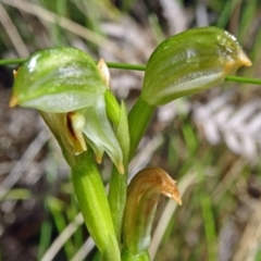 Bunochilus montanus (Montane Leafy Greenhood) at Tidbinbilla Nature Reserve - 4 Oct 2014 by galah681