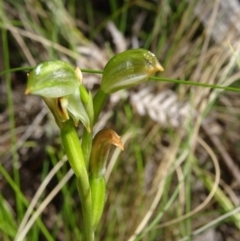 Bunochilus montanus (ACT) = Pterostylis jonesii (NSW) at Paddys River, ACT - 4 Oct 2014