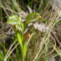 Bunochilus montanus at Paddys River, ACT - 4 Oct 2014