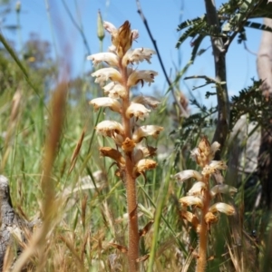 Orobanche minor at Ainslie, ACT - 18 Oct 2014