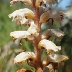 Orobanche minor at Ainslie, ACT - 18 Oct 2014