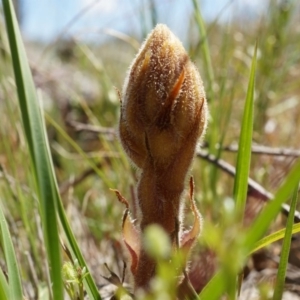 Orobanche minor at Ainslie, ACT - 18 Oct 2014