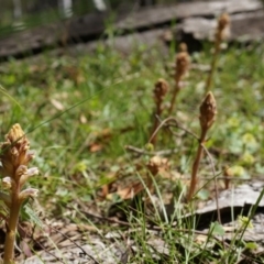 Orobanche minor (Broomrape) at Hackett, ACT - 18 Oct 2014 by AaronClausen
