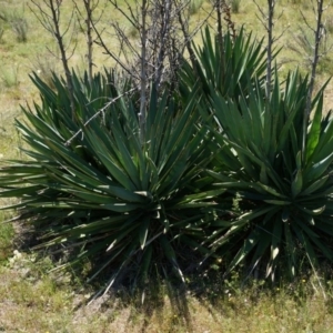 Yucca aloifolia at Ainslie, ACT - 18 Oct 2014