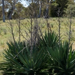 Yucca aloifolia at Ainslie, ACT - 18 Oct 2014