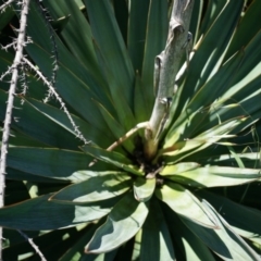 Yucca aloifolia at Ainslie, ACT - 18 Oct 2014