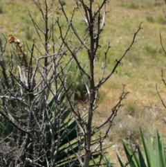 Yucca aloifolia at Ainslie, ACT - 18 Oct 2014 12:54 PM