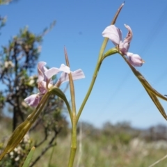 Diuris punctata var. punctata (Purple Donkey Orchid) at Mount Ainslie - 18 Oct 2014 by AaronClausen