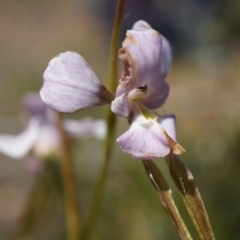 Diuris punctata at suppressed - suppressed