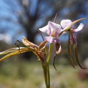 Diuris punctata at suppressed - suppressed