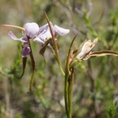 Diuris punctata at suppressed - suppressed