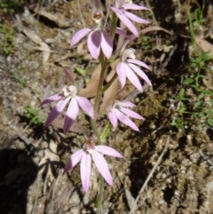 Caladenia carnea (Pink Fingers) at Tidbinbilla Nature Reserve - 17 Oct 2014 by galah681