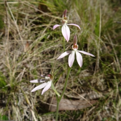 Caladenia carnea (Pink Fingers) at Paddys River, ACT - 17 Oct 2014 by galah681