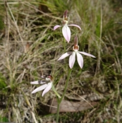 Caladenia carnea (Pink Fingers) at Paddys River, ACT - 17 Oct 2014 by galah681