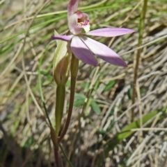 Caladenia carnea (Pink Fingers) at Paddys River, ACT - 18 Oct 2014 by galah681