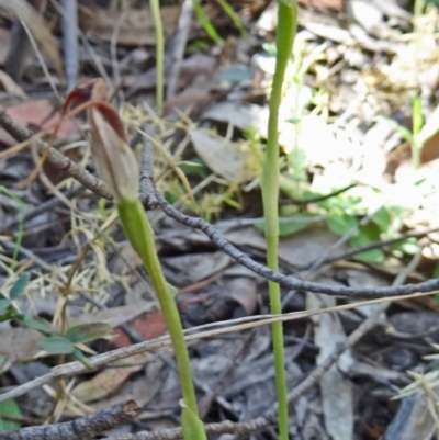 Pterostylis pedunculata (Maroonhood) at Paddys River, ACT - 18 Oct 2014 by galah681