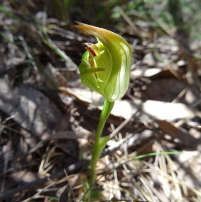 Pterostylis curta (Blunt Greenhood) at Paddys River, ACT - 17 Oct 2014 by galah681