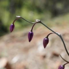 Arthropodium minus (Small Vanilla Lily) at Hackett, ACT - 18 Oct 2014 by AaronClausen