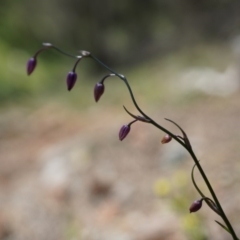 Arthropodium minus at Hackett, ACT - 18 Oct 2014 02:42 PM