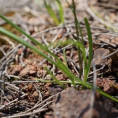 Arthropodium minus at Hackett, ACT - 18 Oct 2014 02:42 PM