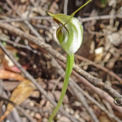 Pterostylis falcata at Tidbinbilla Nature Reserve - 18 Oct 2014 by galah681