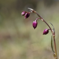 Arthropodium minus (Small Vanilla Lily) at Mount Majura - 18 Oct 2014 by AaronClausen