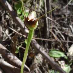 Pterostylis pedunculata (Maroonhood) at Paddys River, ACT - 18 Oct 2014 by galah681