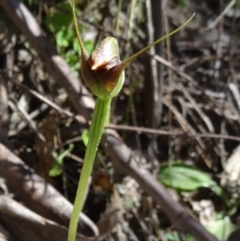 Pterostylis pedunculata (Maroonhood) at Paddys River, ACT - 17 Oct 2014 by galah681