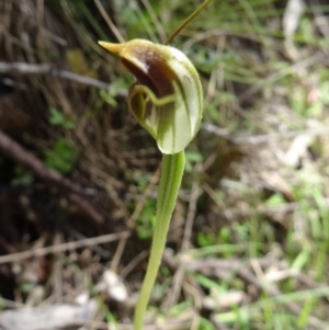 Pterostylis pedunculata at Paddys River, ACT - 18 Oct 2014