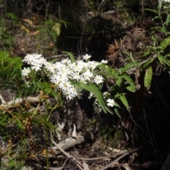 Olearia lirata (Snowy Daisybush) at Paddys River, ACT - 18 Oct 2014 by galah681