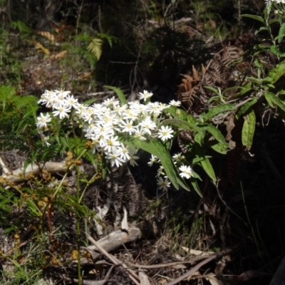 Olearia lirata (Snowy Daisybush) at Paddys River, ACT - 17 Oct 2014 by galah681