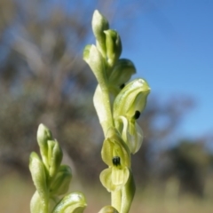 Hymenochilus bicolor (ACT) = Pterostylis bicolor (NSW) (Black-tip Greenhood) at Watson, ACT - 18 Oct 2014 by AaronClausen