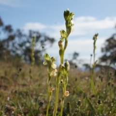 Hymenochilus bicolor (ACT) = Pterostylis bicolor (NSW) (Black-tip Greenhood) at Majura, ACT - 18 Oct 2014 by AaronClausen