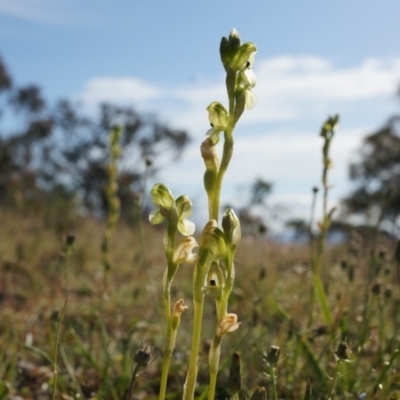 Hymenochilus bicolor (ACT) = Pterostylis bicolor (NSW) (Black-tip Greenhood) at Majura, ACT - 18 Oct 2014 by AaronClausen