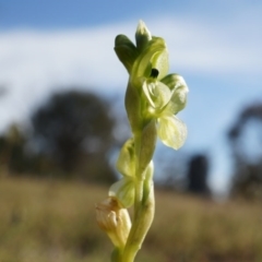 Hymenochilus bicolor (ACT) = Pterostylis bicolor (NSW) at Majura, ACT - 18 Oct 2014