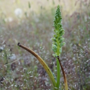 Microtis unifolia at Majura, ACT - 18 Oct 2014