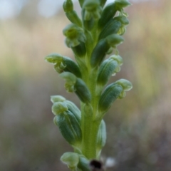 Microtis unifolia at Majura, ACT - 18 Oct 2014