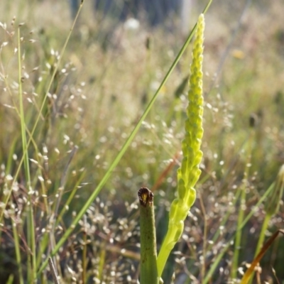 Microtis sp. (Onion Orchid) at Majura, ACT - 18 Oct 2014 by AaronClausen