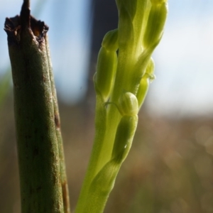 Microtis sp. at Majura, ACT - suppressed