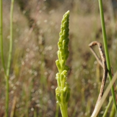 Microtis sp. (Onion Orchid) at Majura, ACT - 18 Oct 2014 by AaronClausen