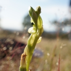 Hymenochilus bicolor (Black-tip Greenhood) at Majura, ACT - 18 Oct 2014 by AaronClausen