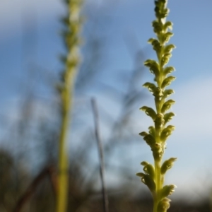 Microtis unifolia at Majura, ACT - suppressed