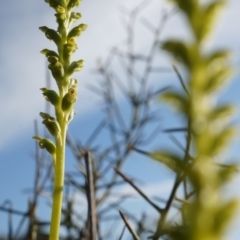 Microtis unifolia at Majura, ACT - suppressed